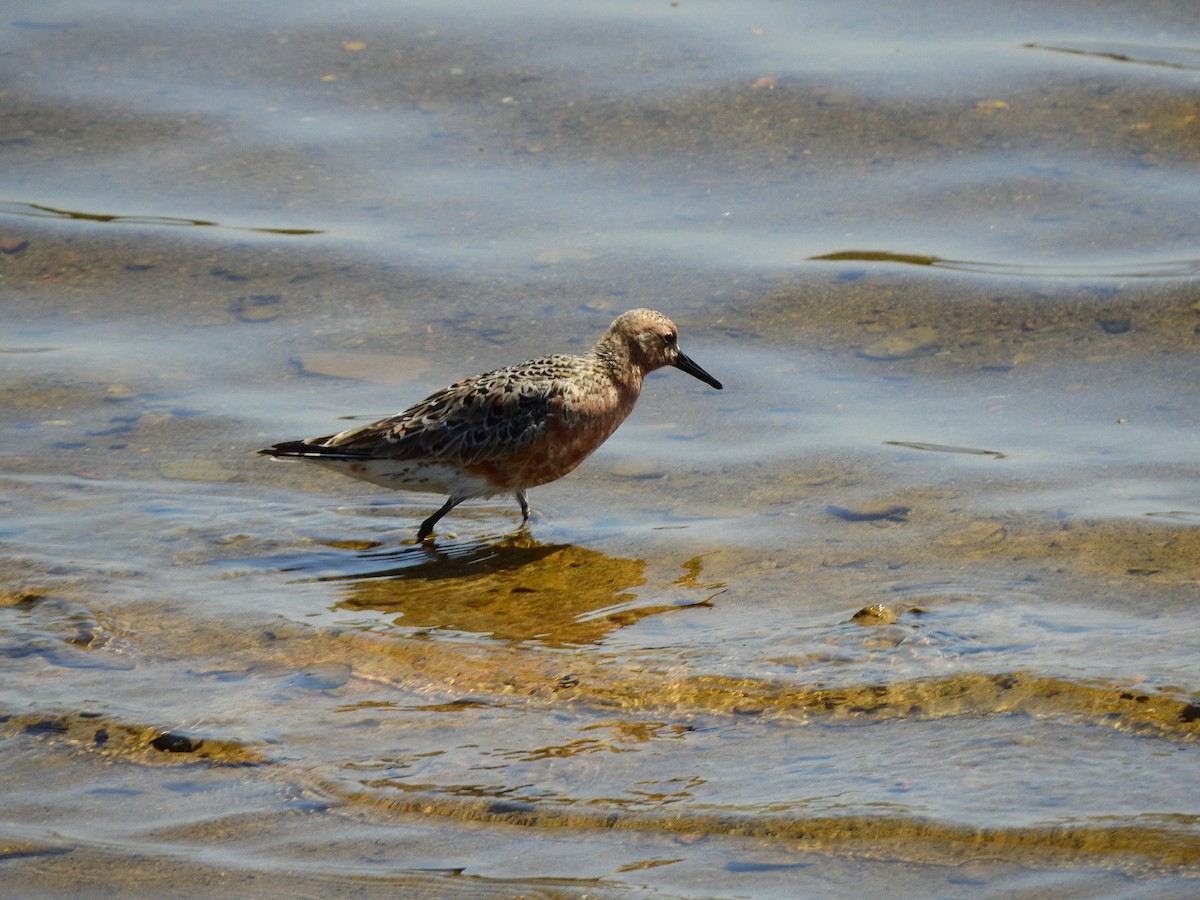 Red Knot - ML618656150