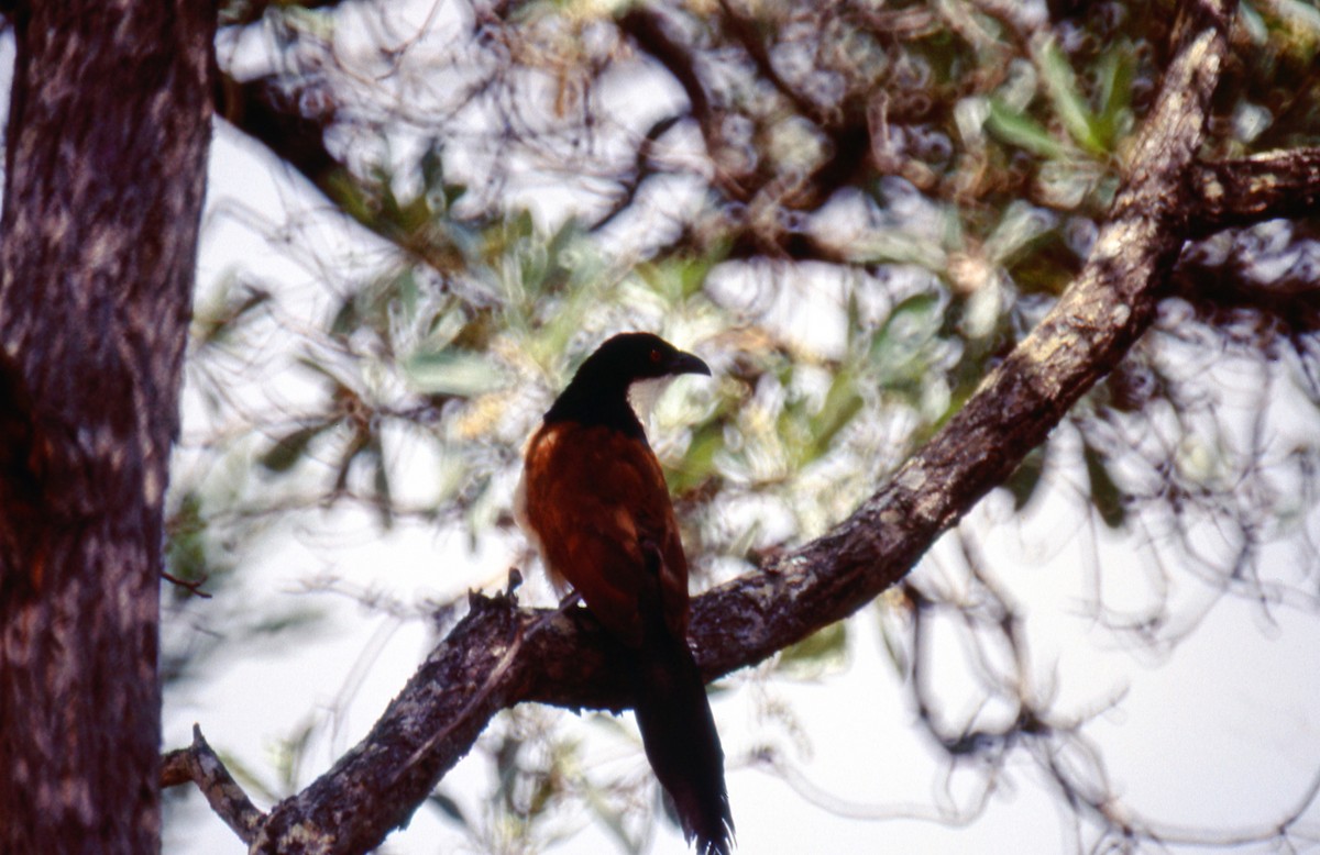 Coppery-tailed Coucal - ML618656174