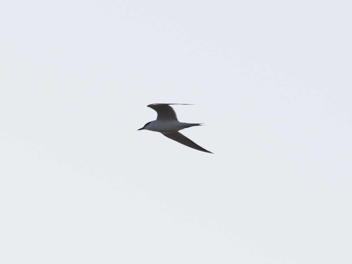 Gull-billed Tern - ML618656235