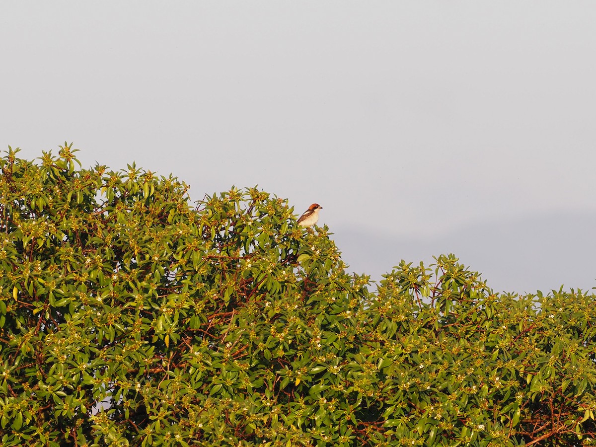 Woodchat Shrike (Balearic) - ML618656253