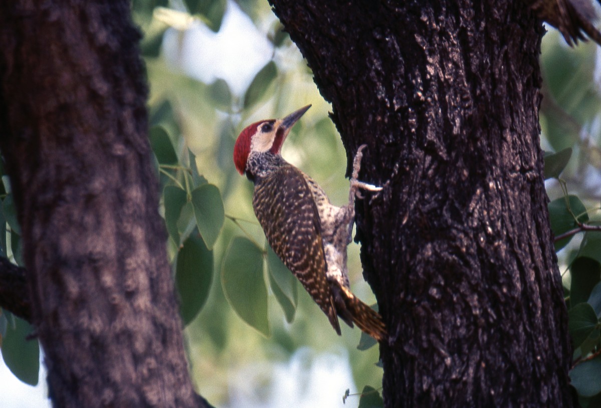 Bennett's Woodpecker - ML618656268