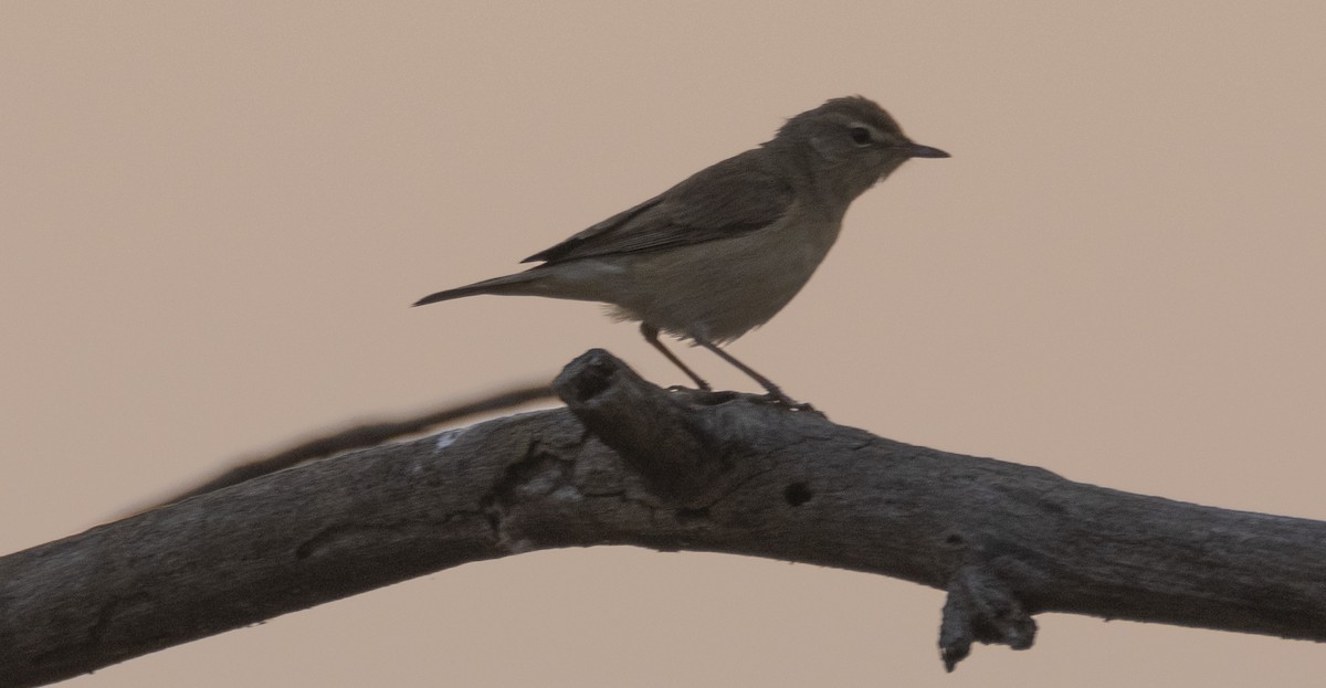 Booted Warbler - ML618656278