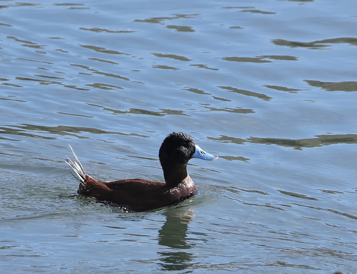 Andean Duck - ML618656285