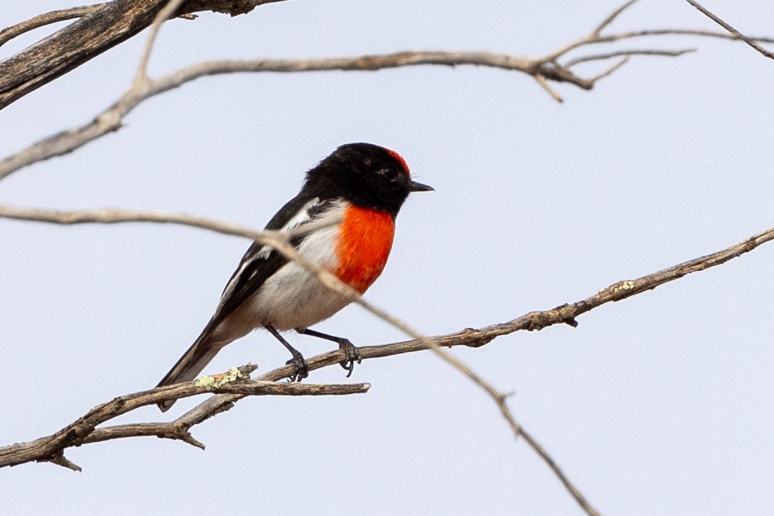 Red-capped Robin - ML618656286