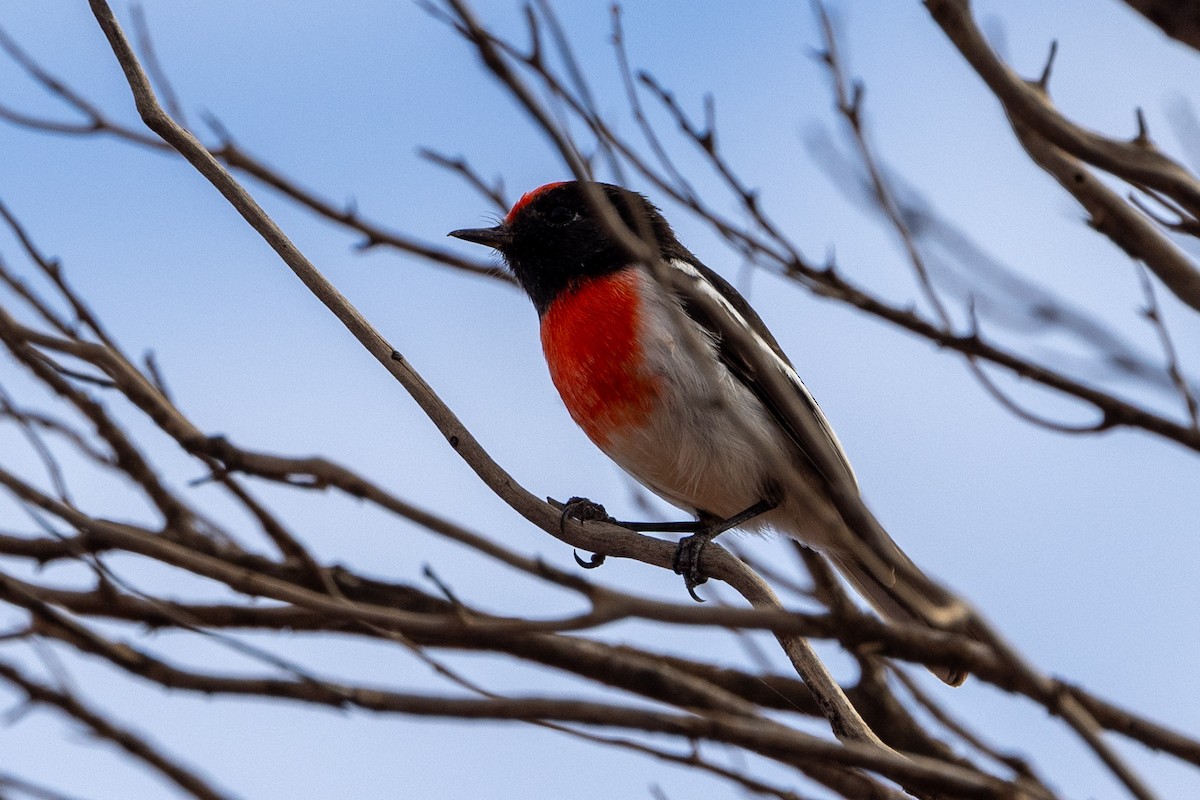 Red-capped Robin - ML618656289