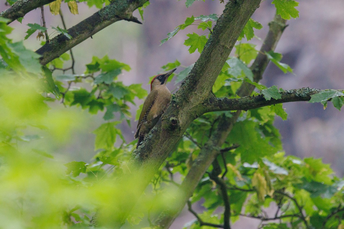 Eurasian Green Woodpecker - ML618656299