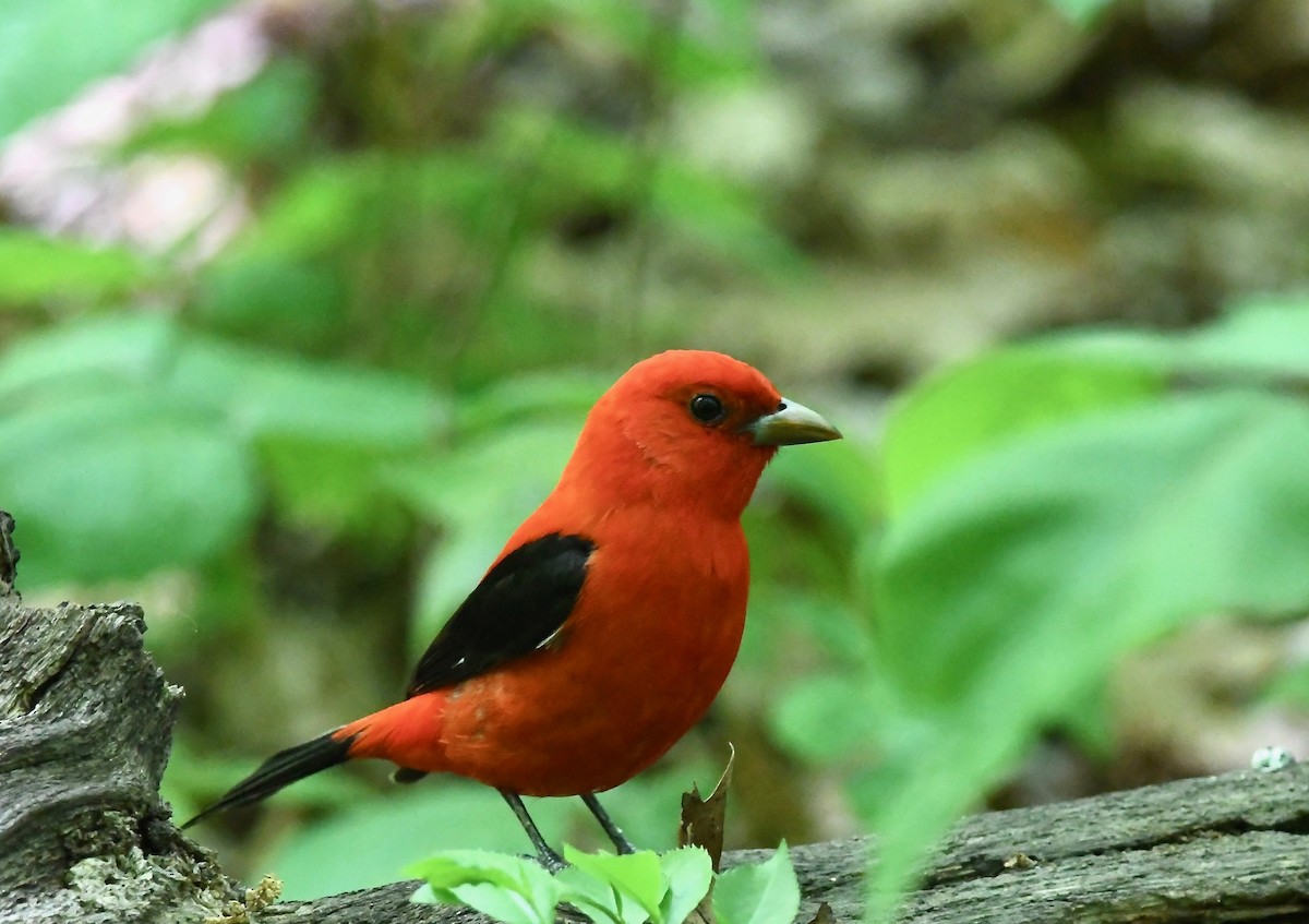 Scarlet Tanager - ML618656359