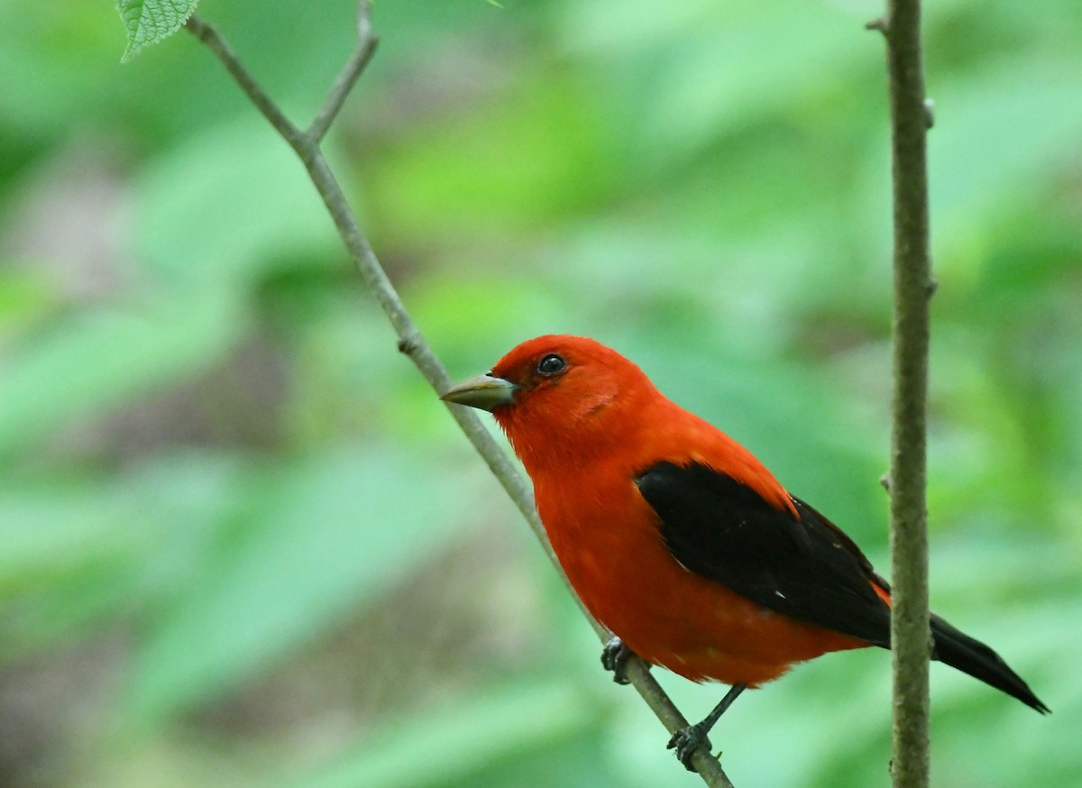 Scarlet Tanager - ML618656360