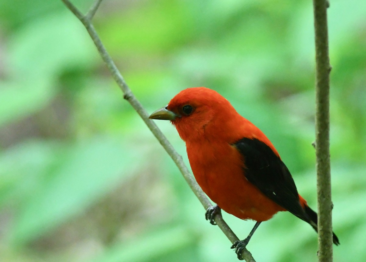 Scarlet Tanager - ML618656361