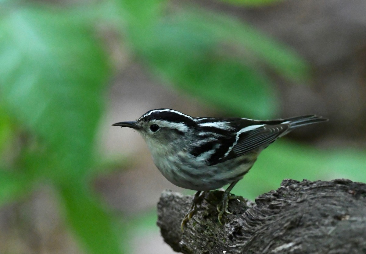 Black-and-white Warbler - ML618656365