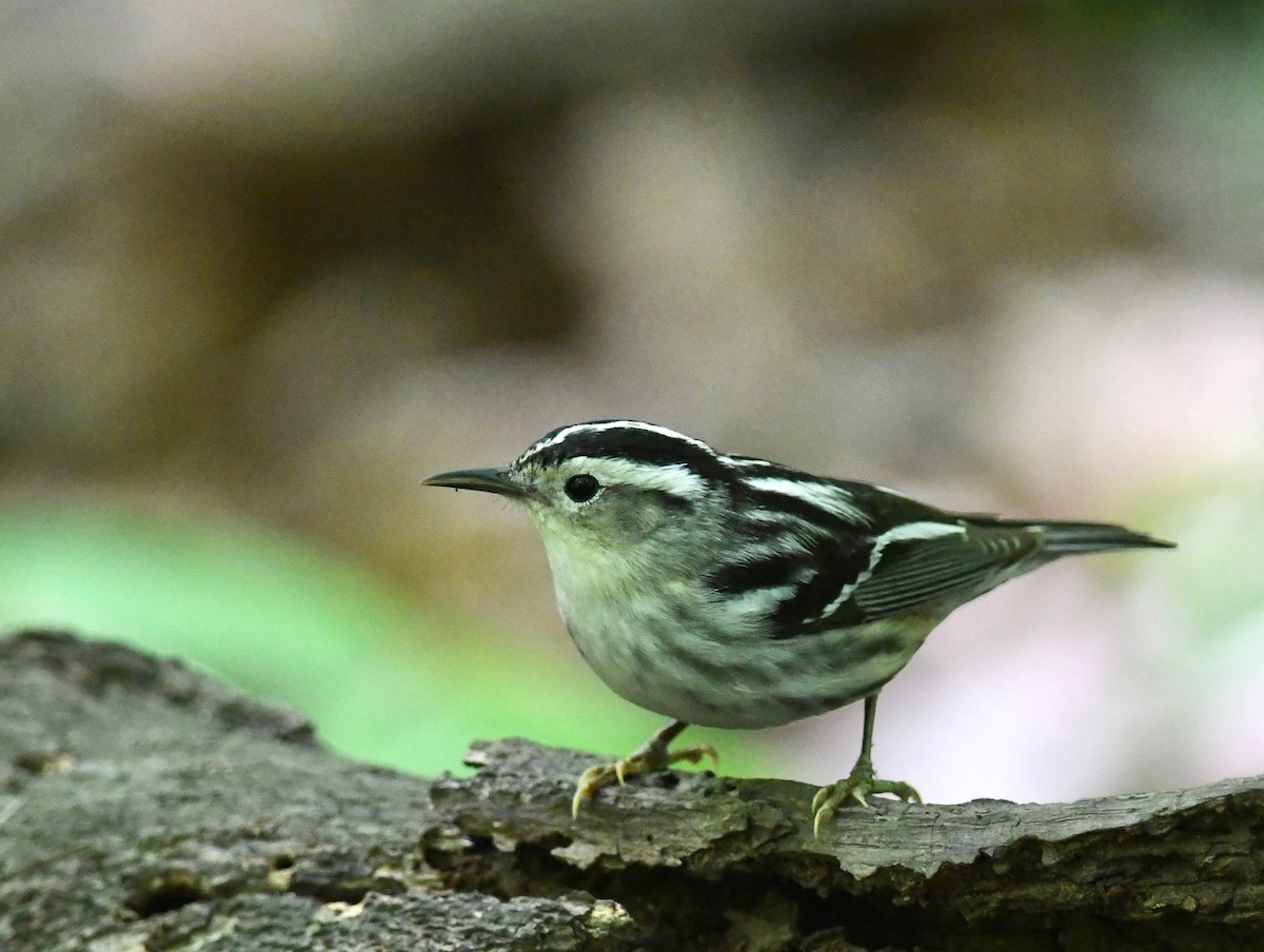 Black-and-white Warbler - ML618656366