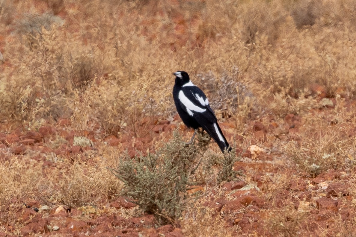 Australian Magpie (Black-backed) - ML618656391