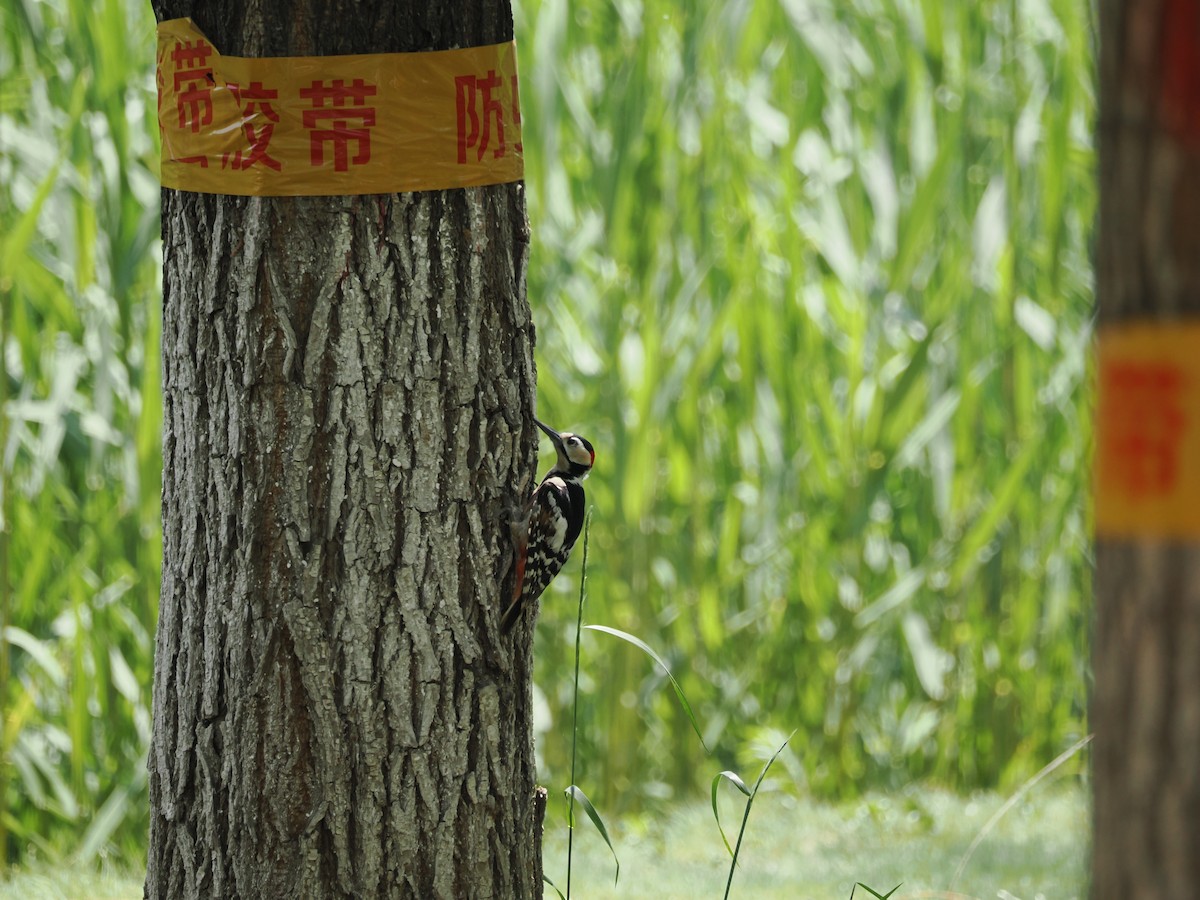 Great Spotted Woodpecker - ML618656394