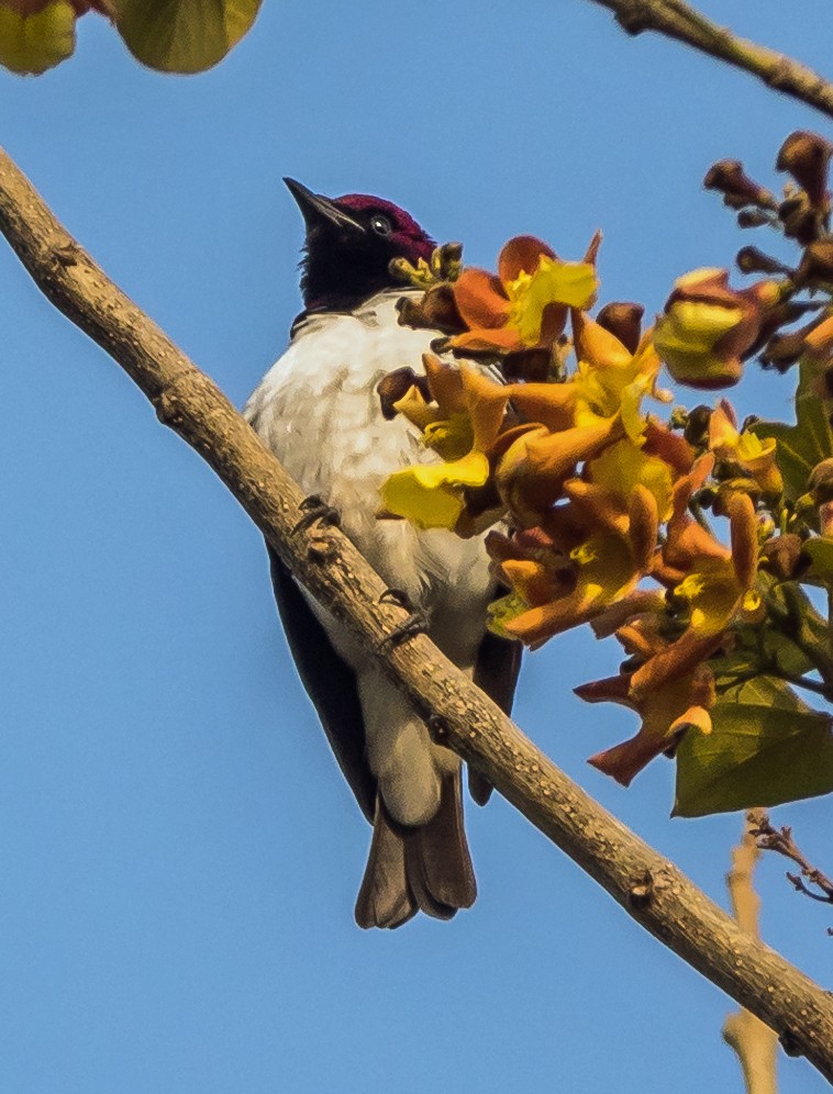 Violet-backed Starling - ML618656401