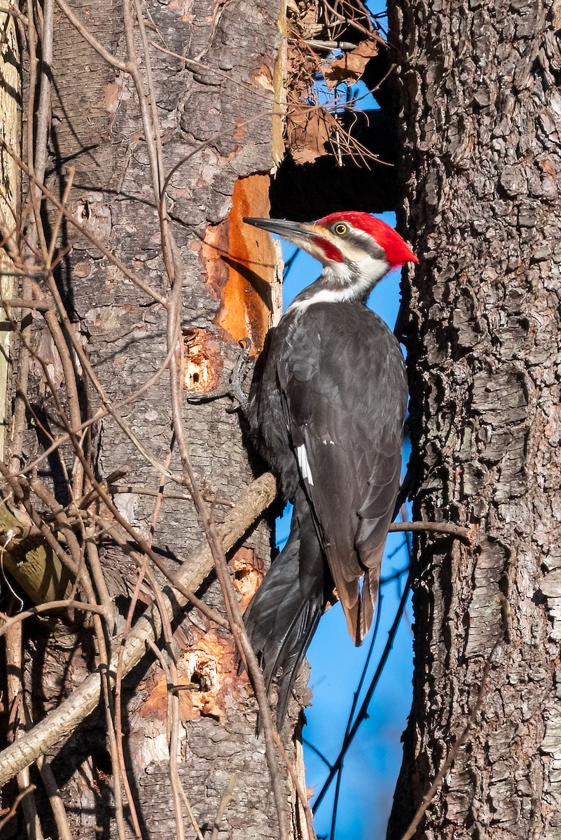 Pileated Woodpecker - Kayann Cassidy