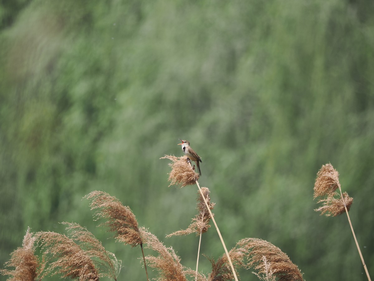 Oriental Reed Warbler - ML618656413