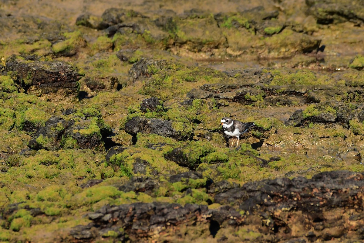 Common Ringed Plover - ML618656422