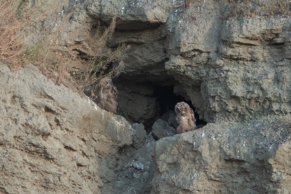 Eurasian Eagle-Owl - ML618656434