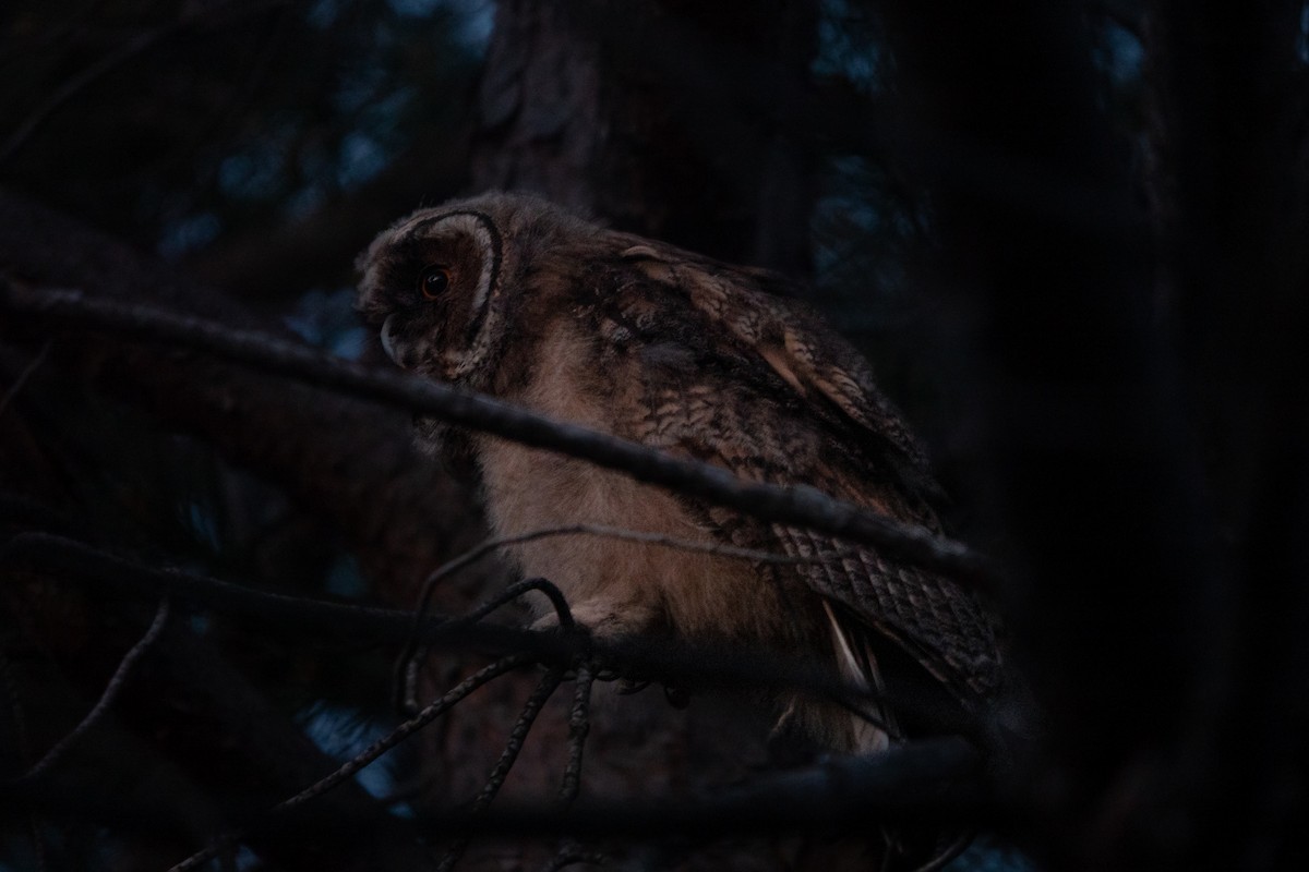 Long-eared Owl - ML618656466