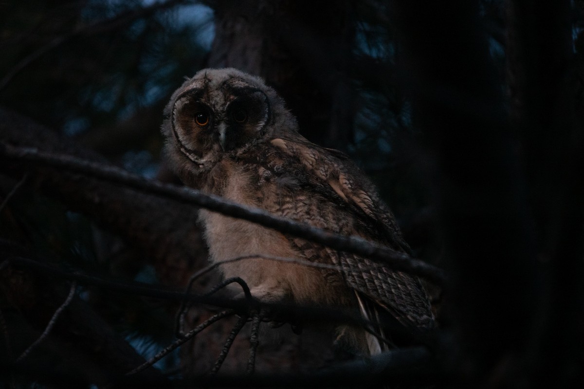 Long-eared Owl - ML618656468