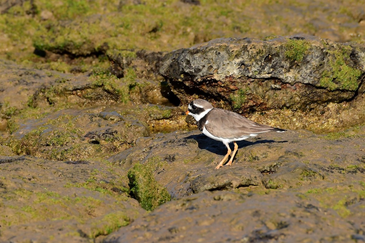 Common Ringed Plover - ML618656496