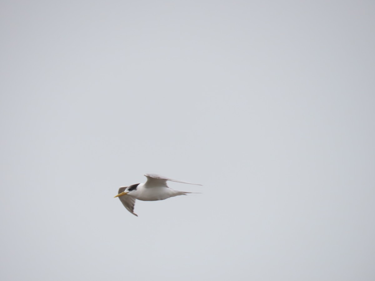 Great Crested Tern - ML618656508
