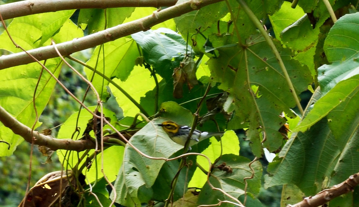 Black-throated Green Warbler - ML618656545