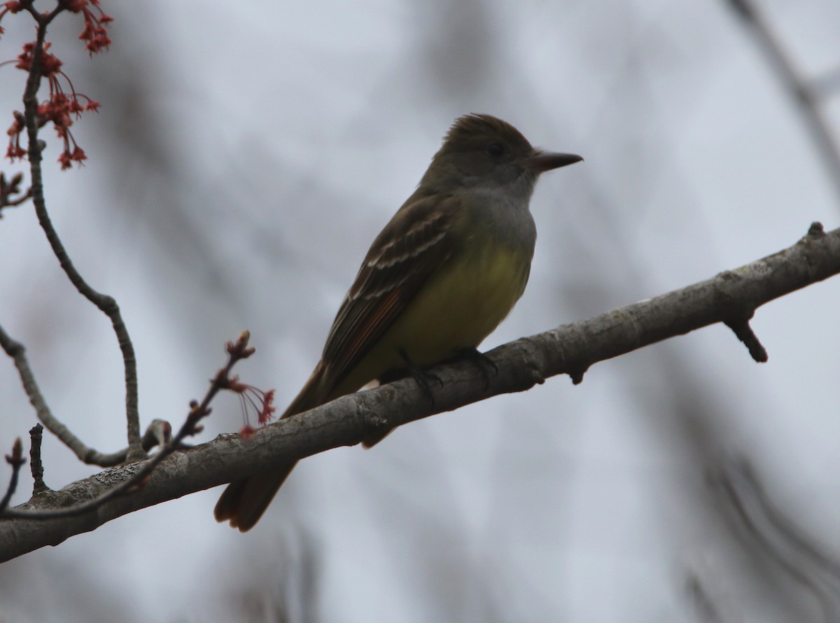 Great Crested Flycatcher - ML618656547