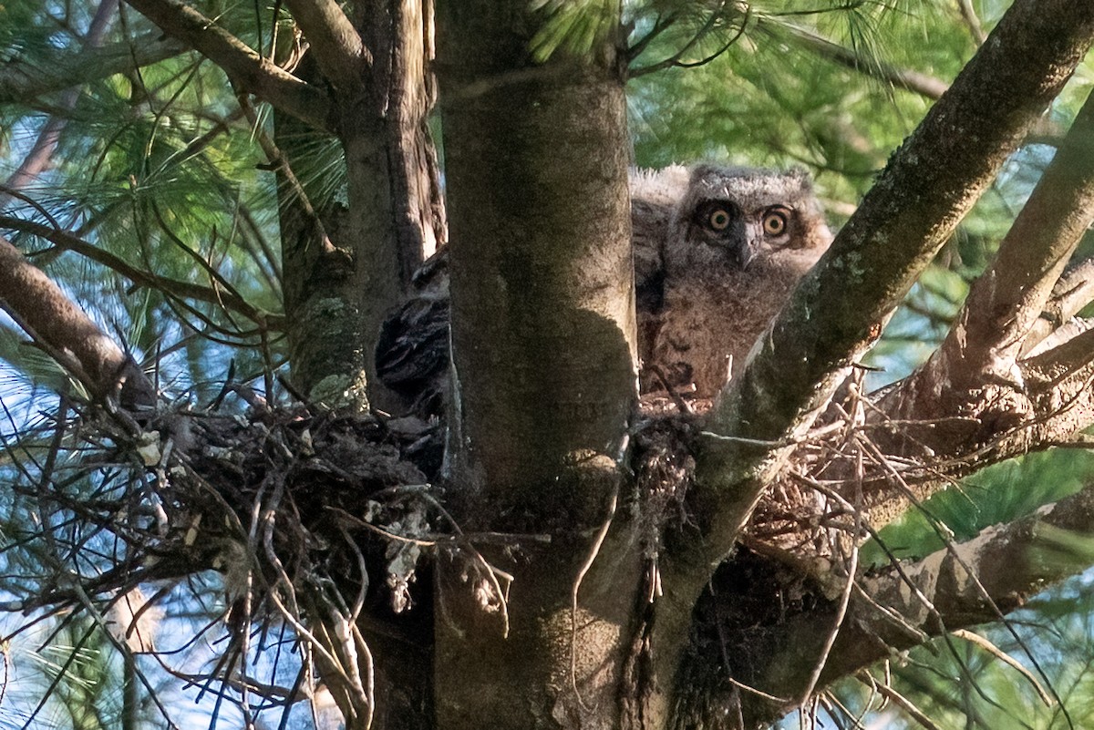 Great Horned Owl - Kayann Cassidy