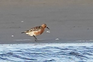 Red Knot - ML618656602