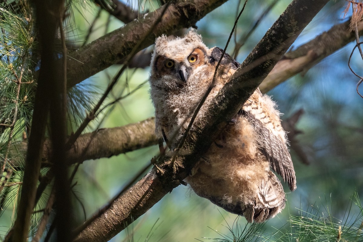 Great Horned Owl - ML618656632