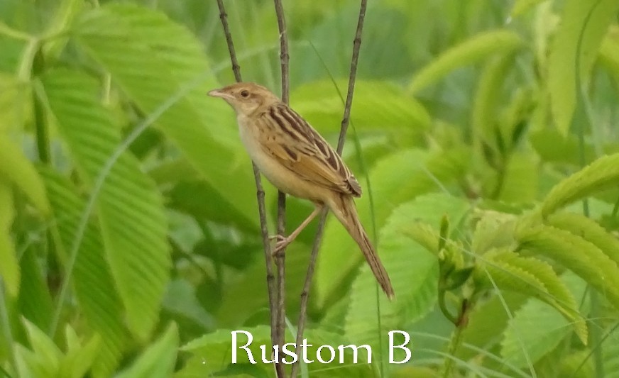 Bristled Grassbird - ML618656715