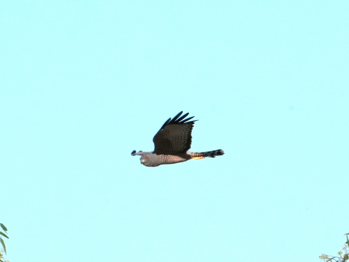 Spotted Harrier - ML618656718