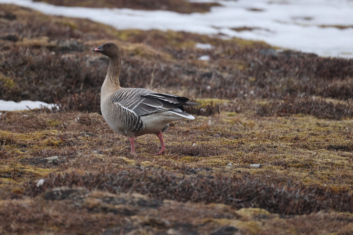Pink-footed Goose - ML618656721