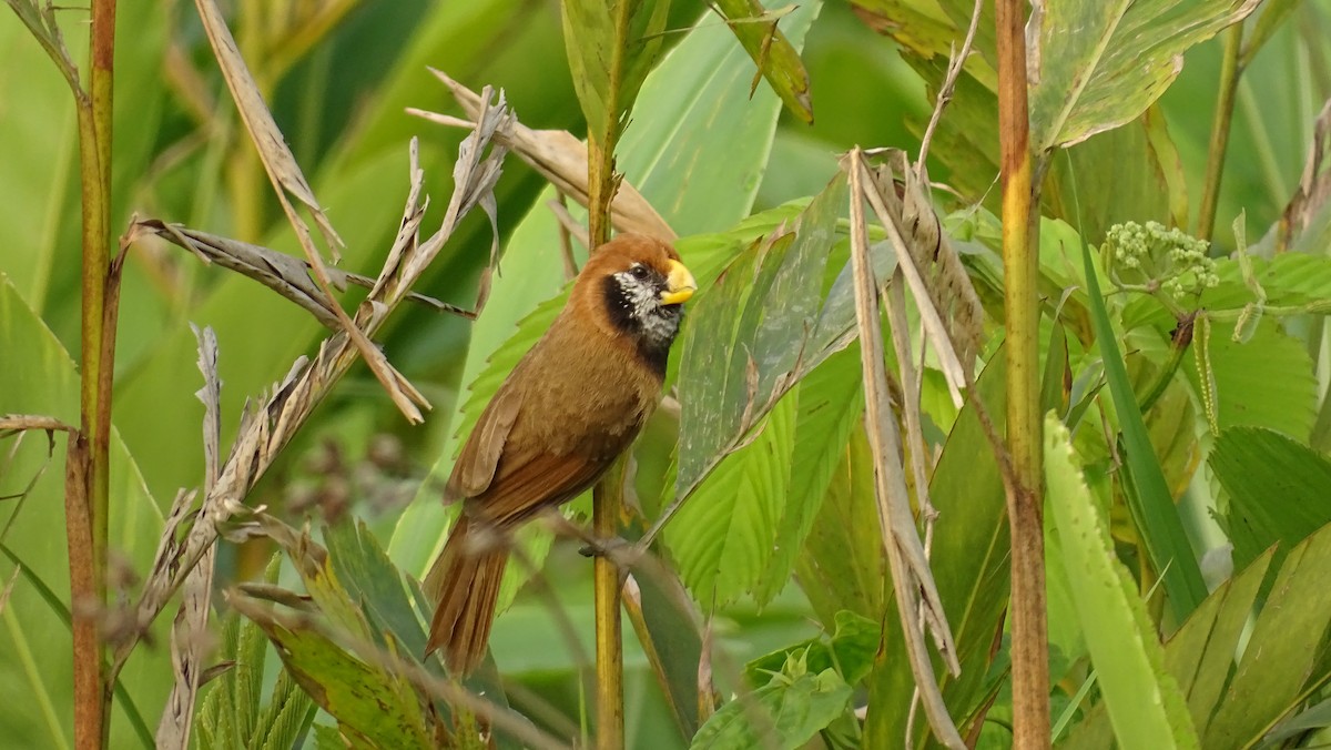 Black-breasted Parrotbill - ML618656735