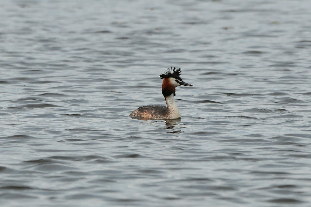 Great Crested Grebe - ML618656743