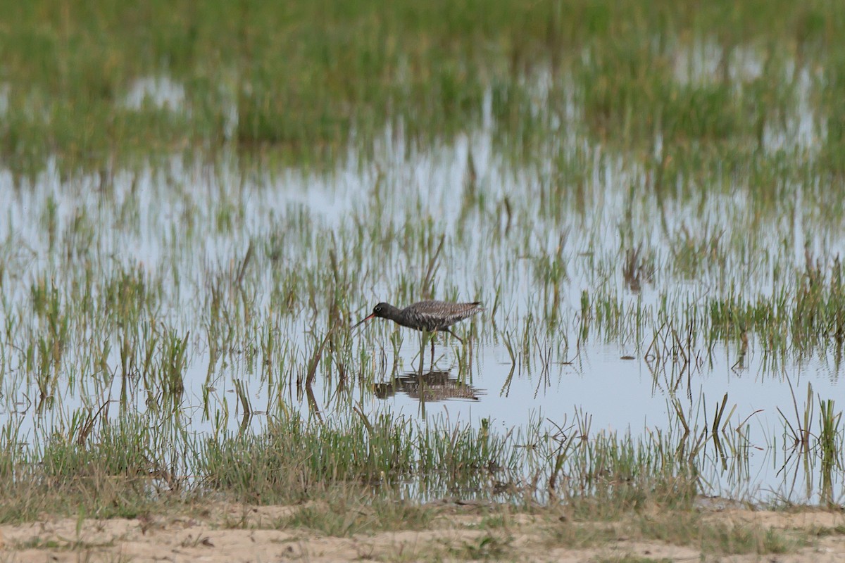 Spotted Redshank - ML618656747