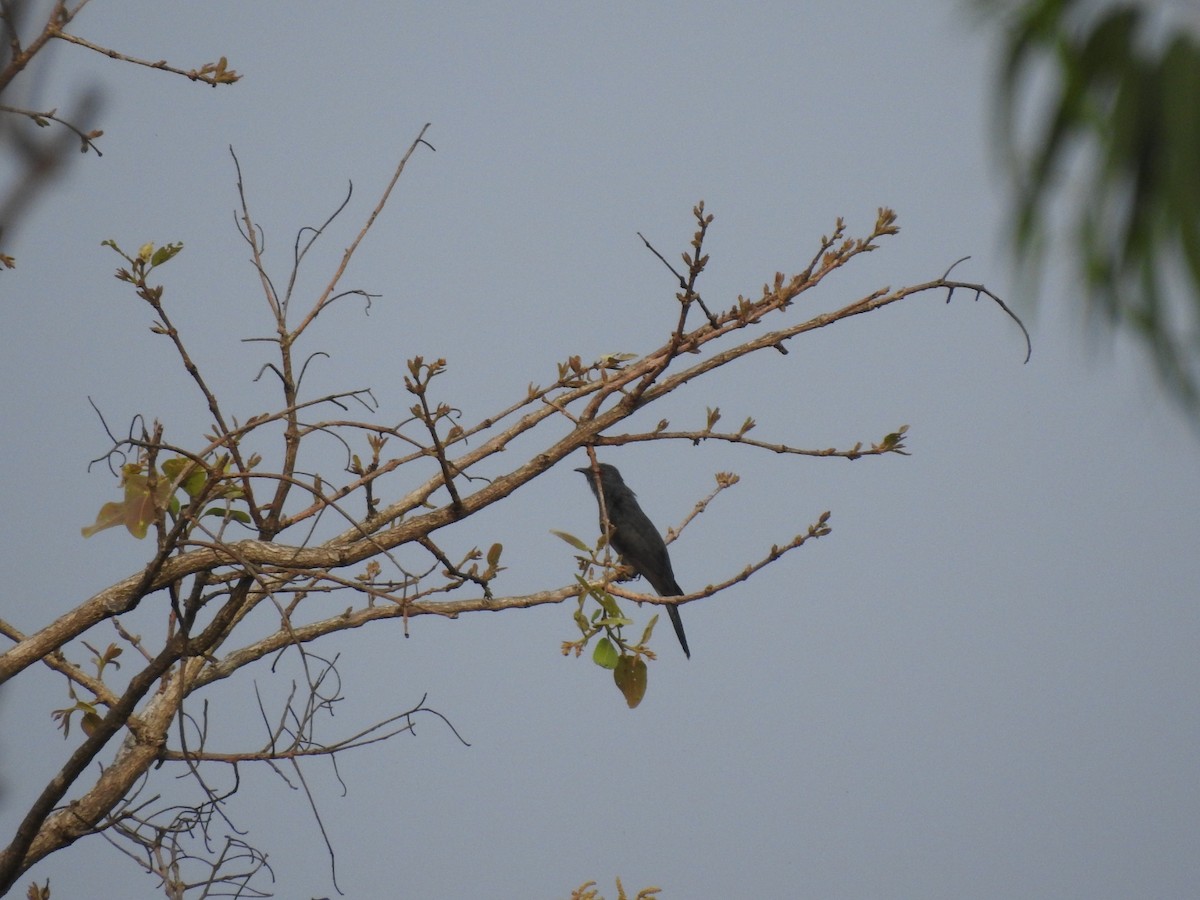 Gray-bellied Cuckoo - ML618656760
