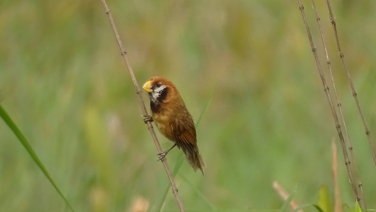Black-breasted Parrotbill - ML618656777