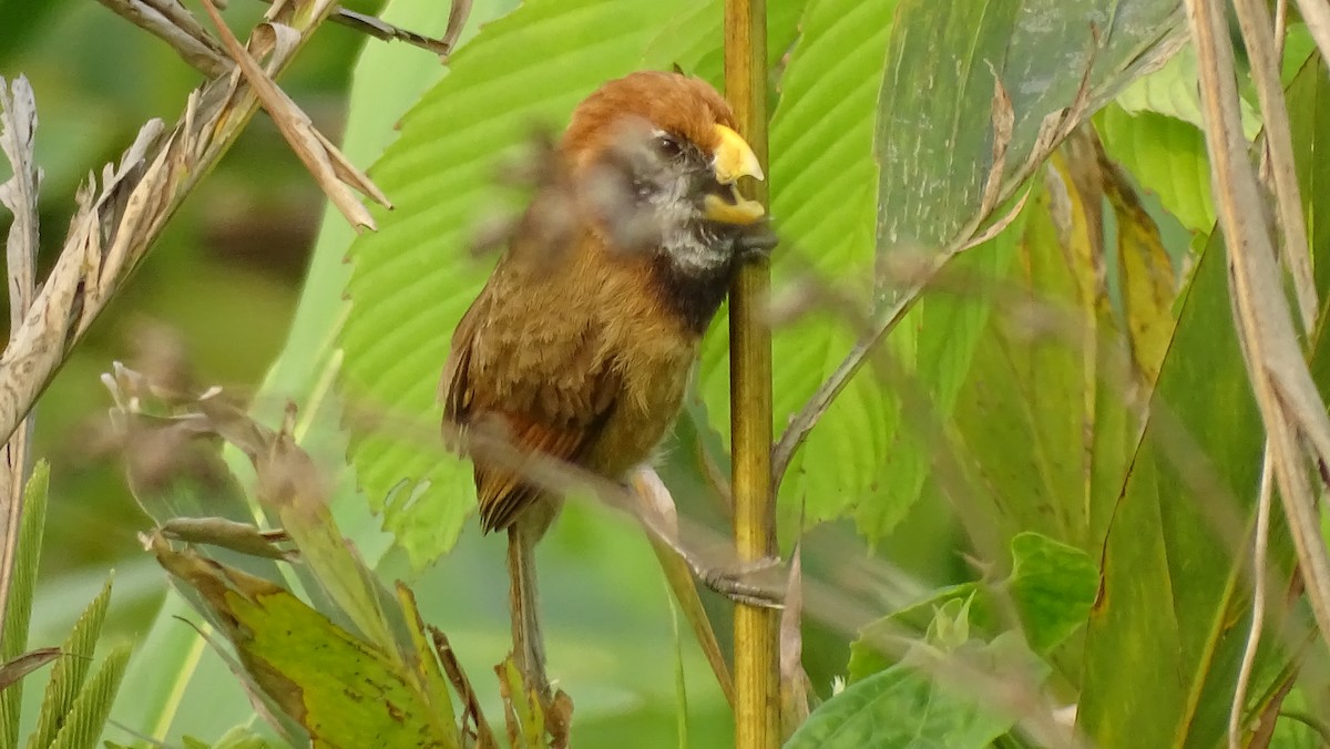 Black-breasted Parrotbill - ML618656778