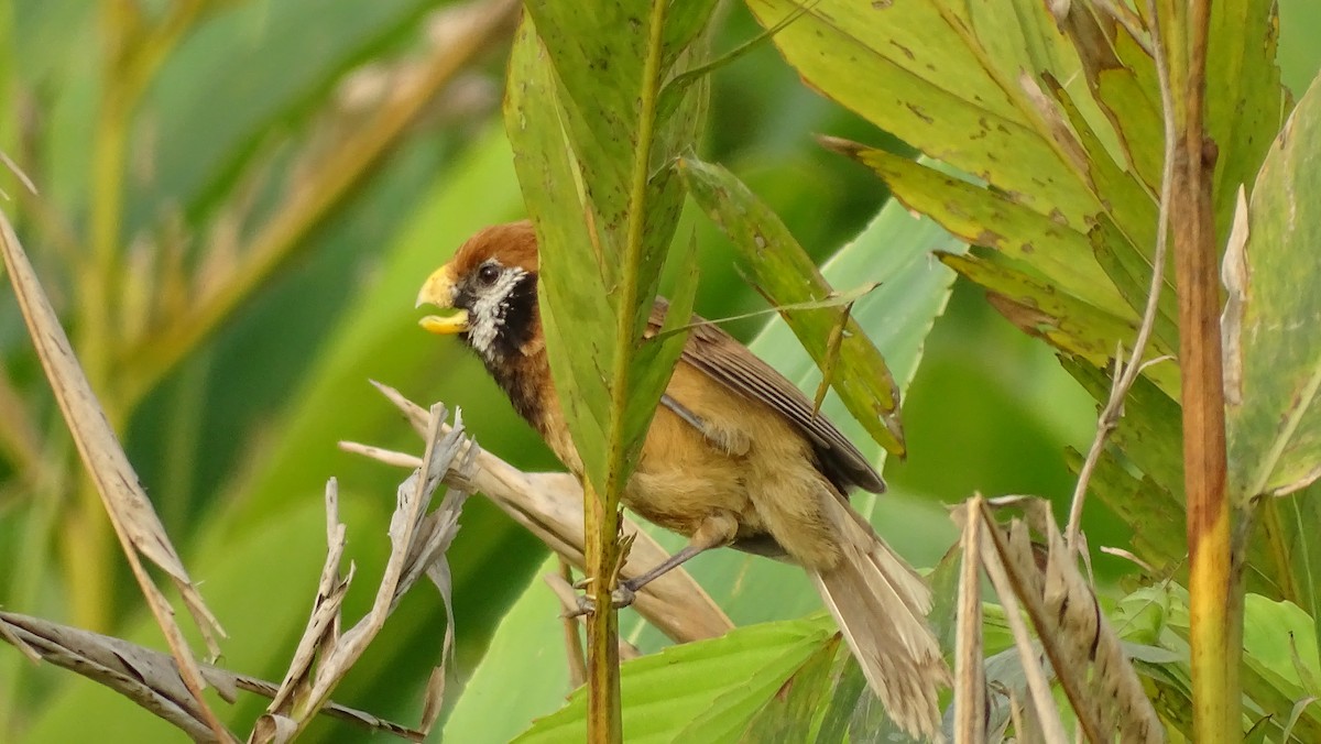 Black-breasted Parrotbill - ML618656779