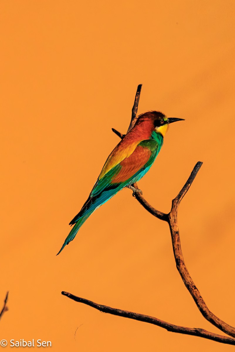 European Bee-eater - ML618656800