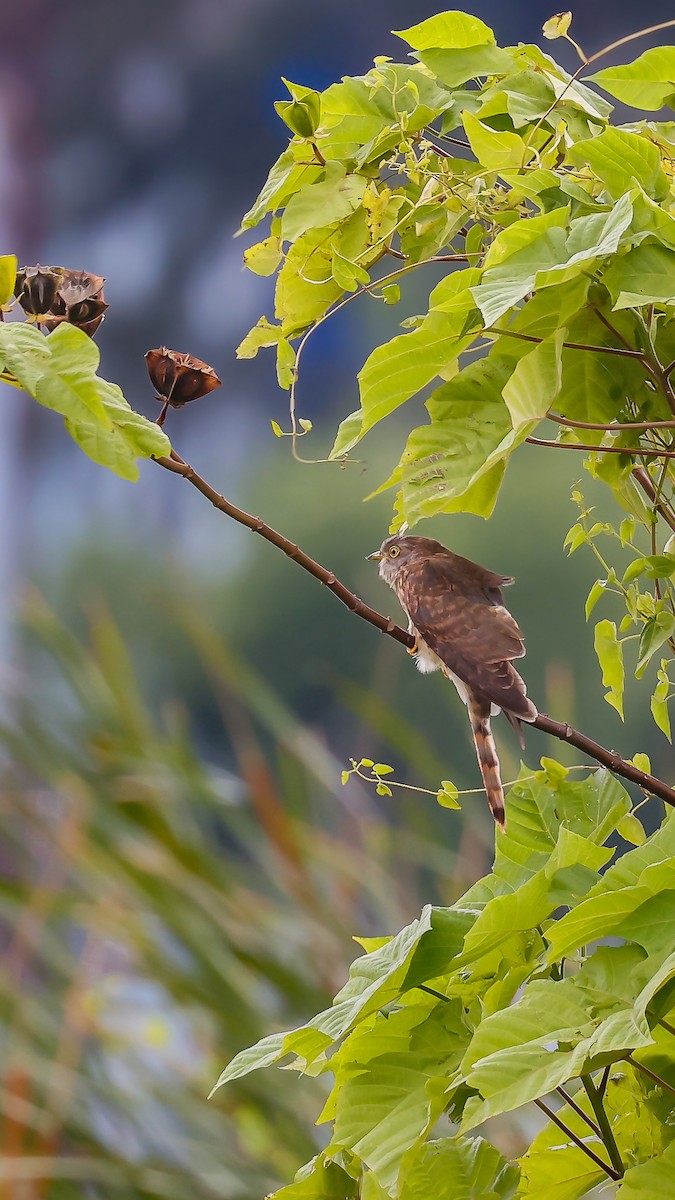 Common Hawk-Cuckoo - Som Mandal