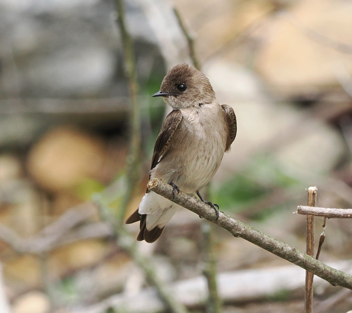 Northern Rough-winged Swallow - Russell Hoffman