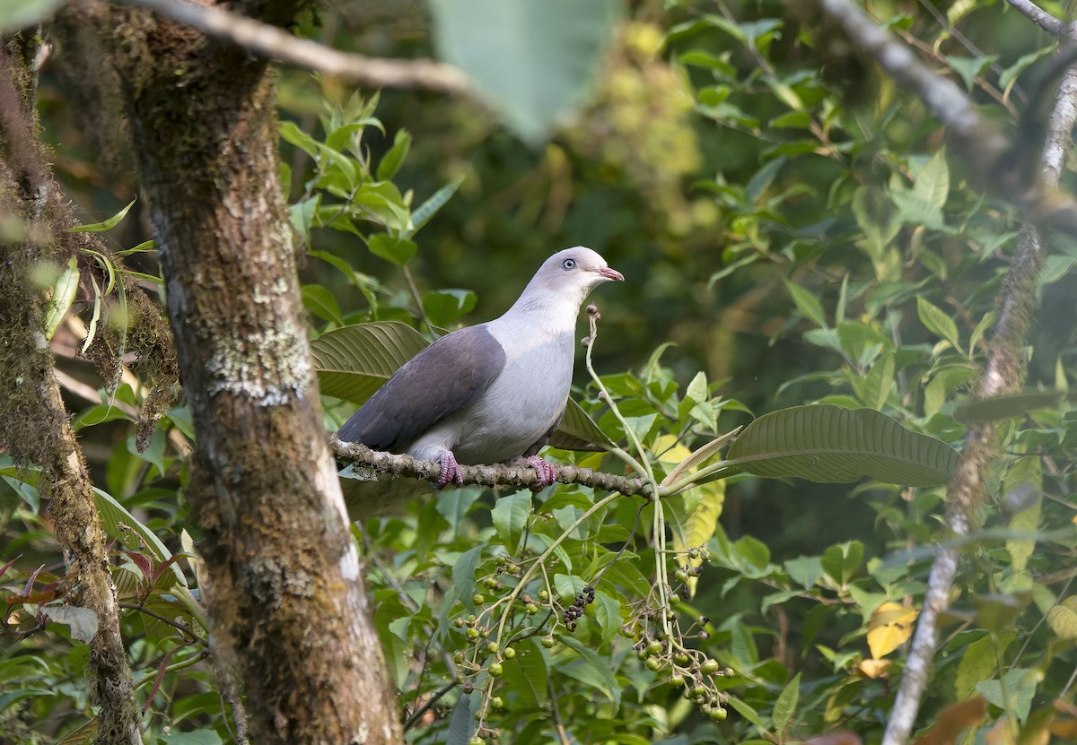 Mountain Imperial-Pigeon - ML618656881