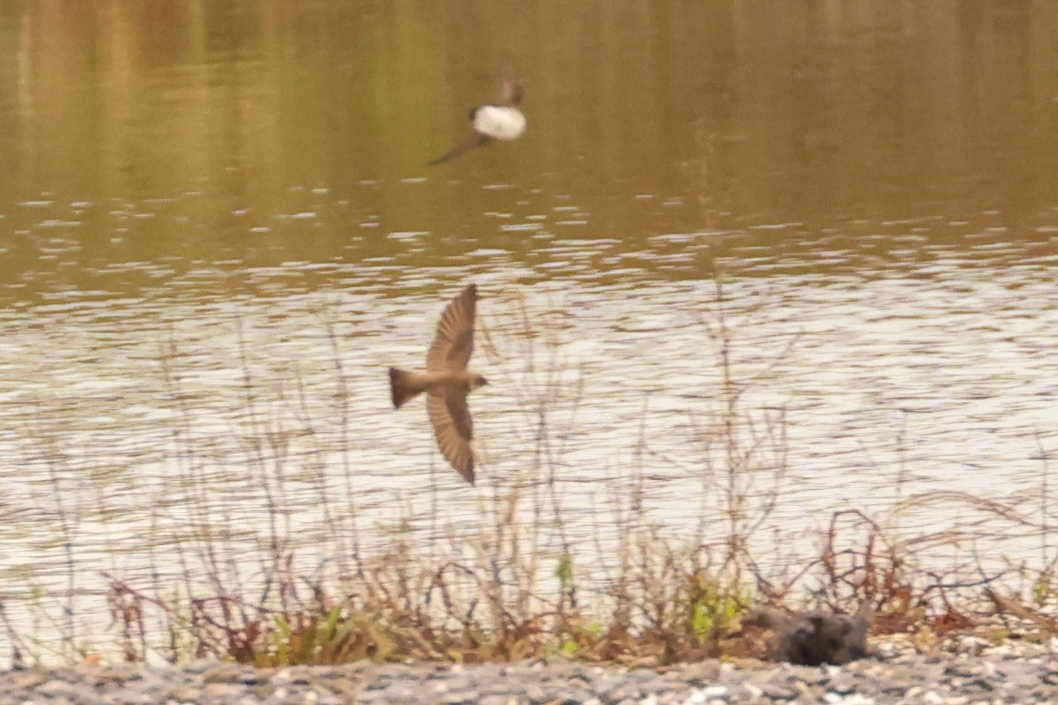 Northern Rough-winged Swallow - ML618656928