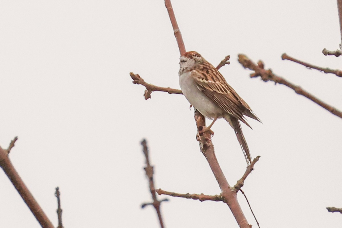 Chipping Sparrow - ML618656943