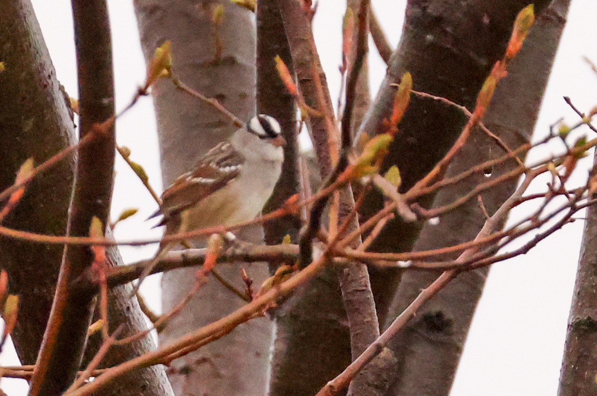 White-crowned Sparrow - ML618656945