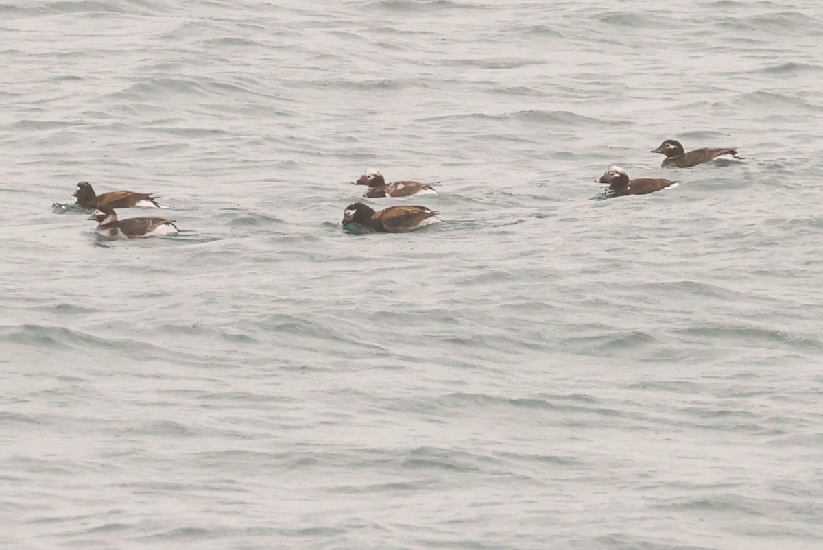 Long-tailed Duck - ML618656965