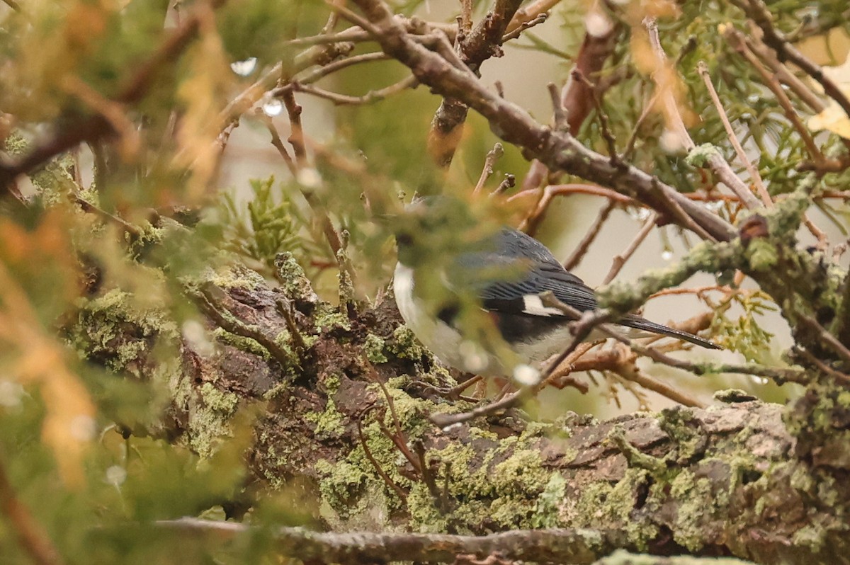 Black-throated Blue Warbler - ML618656975